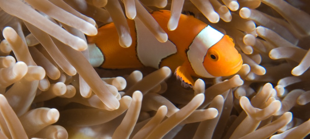 anemone fish taveuni fiji