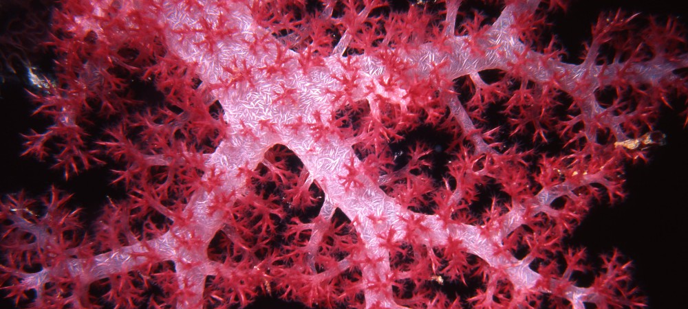 soft coral in taveuni fiji